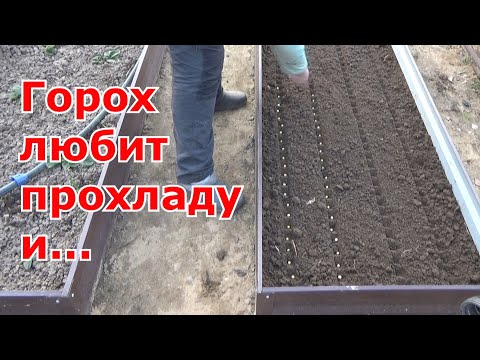 Когда сажать горох в открытый грунт и как выращивать горох.