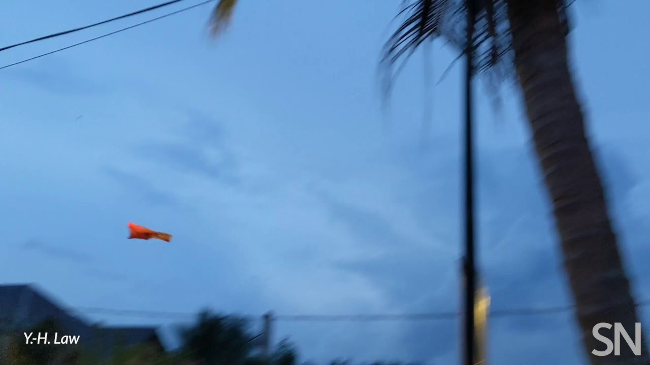 Watch a colugo glide | Science News