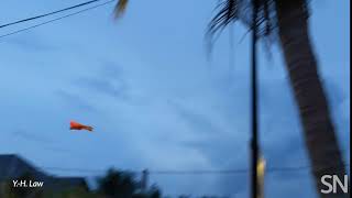 Watch A Colugo Glide Science News