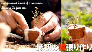 【欅】5cm以下のミニ盆栽！苗の最初の根張り作りと幹を太くする方法【盆栽Q】