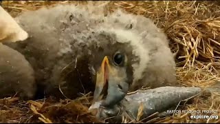 Decorah Eagles- D35 \& D36 Try To Self Feed