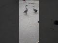 Amazing Raj Hash | Bangladeshi Raj Hash in Village With Beautiful Nature #short #shortsvideo