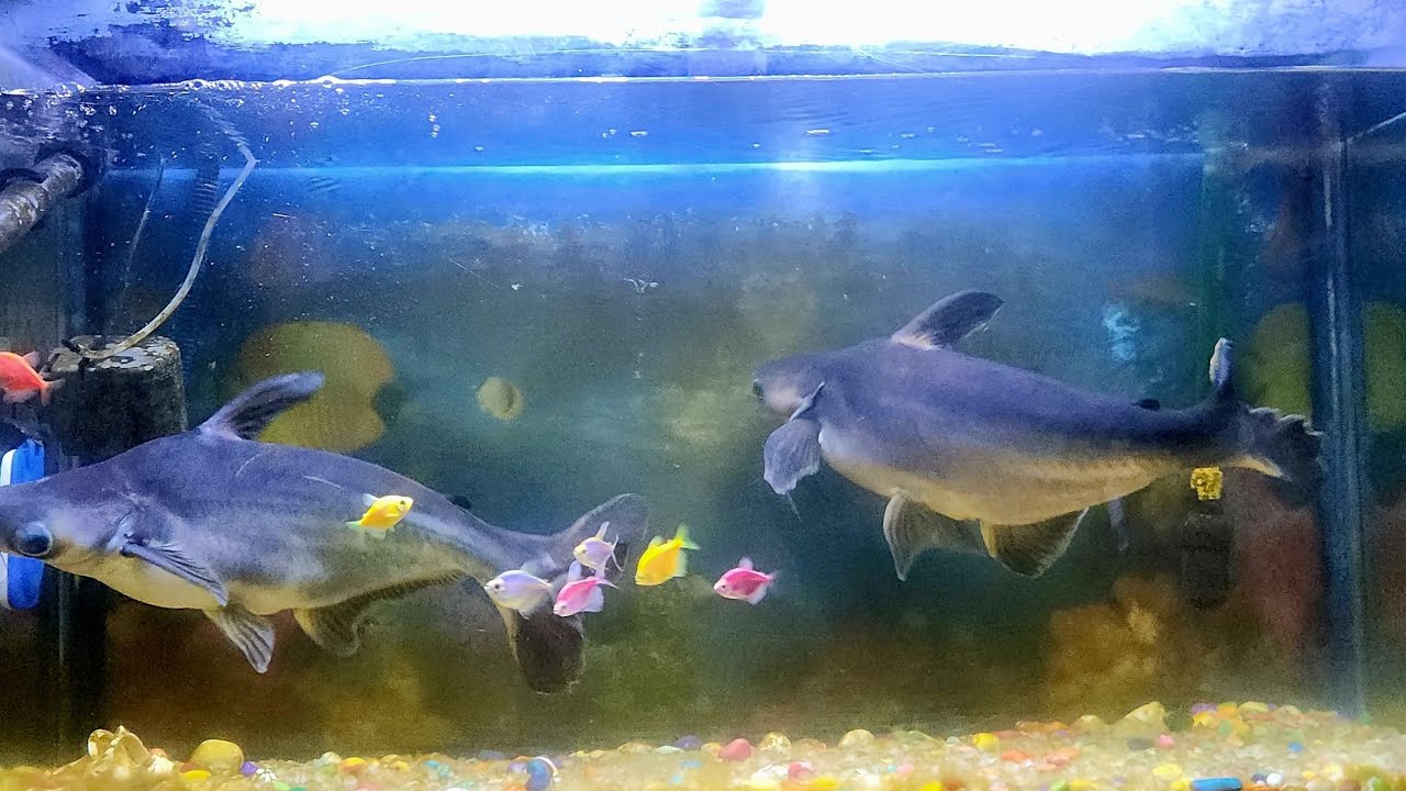 How To Maintain Aquarium Dheeru Bhai Vlog YouTube how-to-maintain-aquarium-dheeru-bhai-vlog-youtube