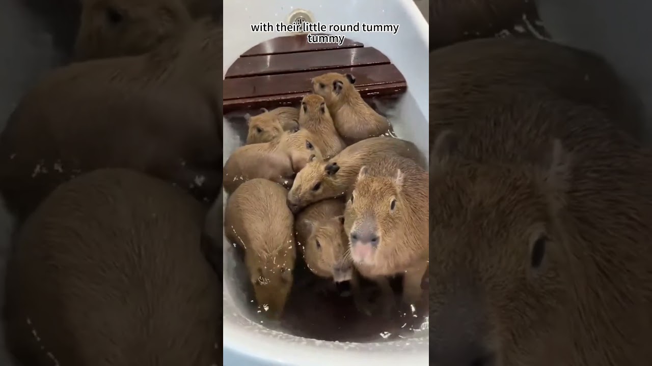 Capybara Superstar of the Animal Kingdom...  