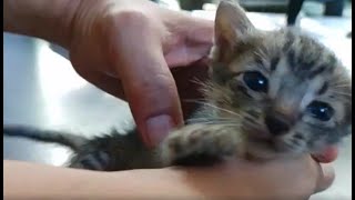 Kittens are getting bigger and active (THEY ARE SO CUTE!) #KITTENS #CAT #cutecat by Ze Cabreira's Journal 280 views 4 weeks ago 3 minutes, 16 seconds