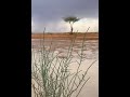 النايف