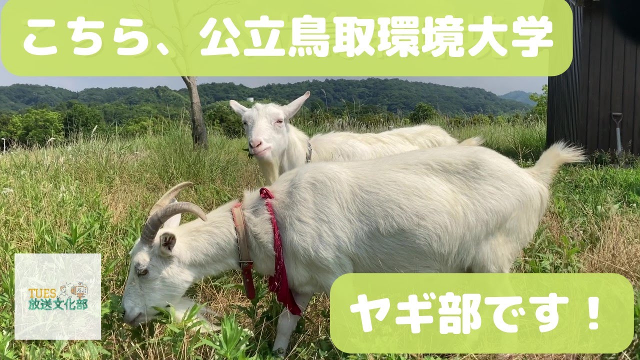TUES放送文化部　こちら、公立鳥取環境大学ヤギ部です！