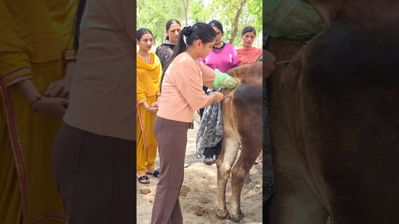 Watch artificial insemination in cattle | kritrim garbhadhan | certified AI Maitri training on YouTube Watch artificial insemination in cattle | kritrim garbhadhan | certified AI Maitri training on YouTube