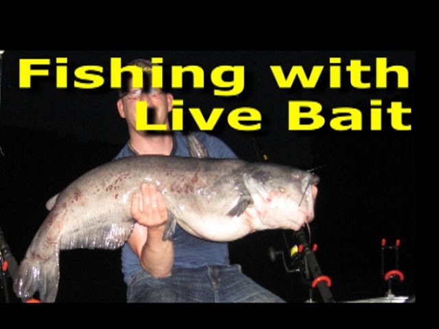 Fishing with live bait - Best big catfish bait. 