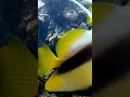Celebrating Coral Reefs Awareness Day #nature #naturewonders #coralreef #seacreatures #fishes #save
