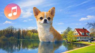 lofi lake chill 🌞🏞️🐶 beats to relax/study to