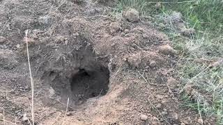On Finding That Animal Dig Was A Hornets Nest 21Oct2023