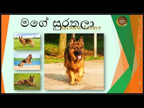 my pet essay in sinhala