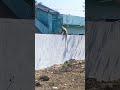 bandar raja# monkey 🐒#trending #video #shorts #viral #subscribe