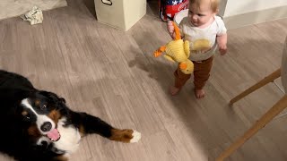 Baby Steals Bernese Mountain Dogs Toy by Benny Berner  12,052 views 1 year ago 2 minutes, 17 seconds