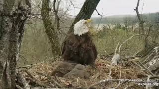 Decorah Eagles ,Mom Vocalizing \& Possibly Intruder Eagle Chased By DM2 4\/30\/19