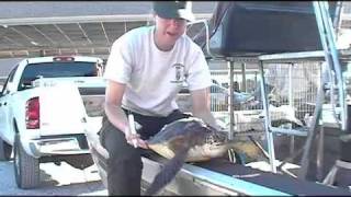 FWC Rescues Cold-Stunned Sea Turtles in Florida