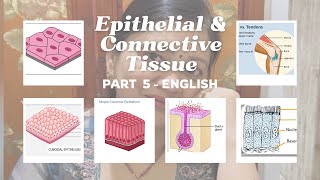 Tissues in Action | Epithelial & Connective Tissue Proper | Biology NCERT 2026 | English Class 9