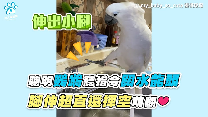 【聰明鸚鵡聽指令關水龍頭 腳伸超直還揮空萌翻❤】｜IG / chen_home.3 / hoho147789