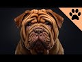 All about the Shar-pei