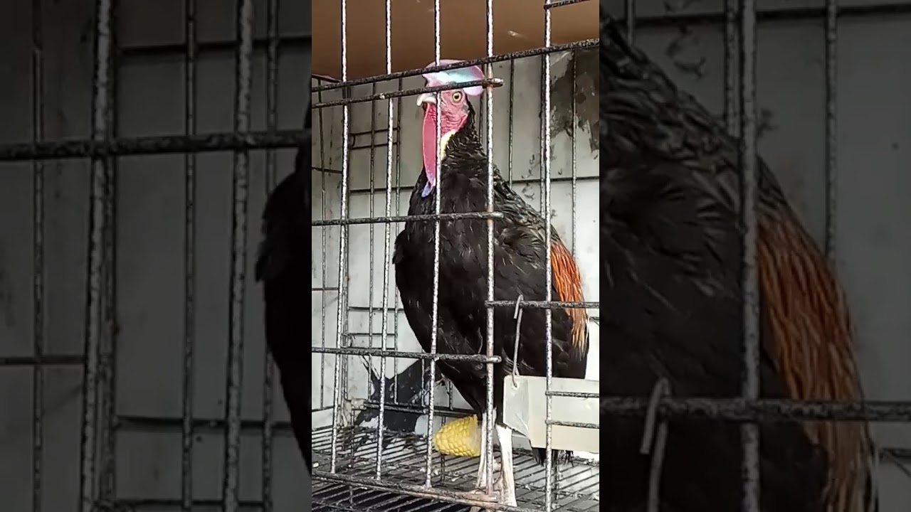 Ayam hutan hijau BANJARNEGARA 