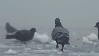 Happy Friday ❣️*Jummah Mubarak* Cinematic WhatsApp Status screenshot 4