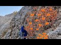 Picking Wild Persimmons 🍊 from Dangerous Cliffs 🏞️ | The Harsh Life of Iranian Nomads