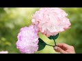 Tissue Paper Flower Making Idea | How To Make Flower With Tissue Paper #tissuepaperflower