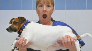 Uks Fattest Pets The Uks Fattest Pets Fight It Out In The Pdsa Pet Fit Club