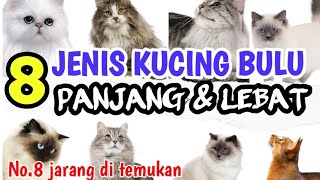 KUCING BULU PANJANG, KENALI JENIS-JENISNYA 🔹LONG HAIR CATS