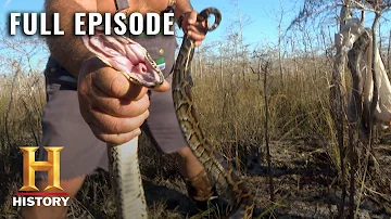 Giant Anacondas Overrun the Everglades | Swamp People: Serpent Invasion | Full Episode | History