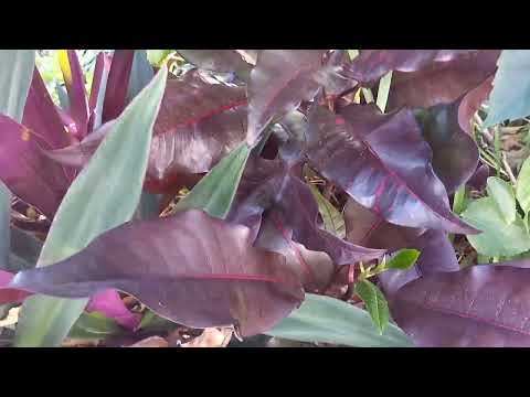 LA PLANTA CROTON ABSORBE LAS MALAS ENERGIAS PROTEGIENDO EL HOGAR