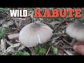 Saan sa makakakuha ng wild kabute...