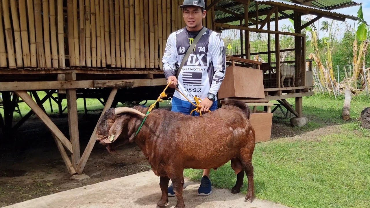 Red Boer At Sarah goat Farm | goat Farming in La lebertad