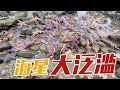 【English sub】排水口下有鱼饵？上面吸附着密密麻麻的海星和海螺，还有大章鱼！【赶海小章】