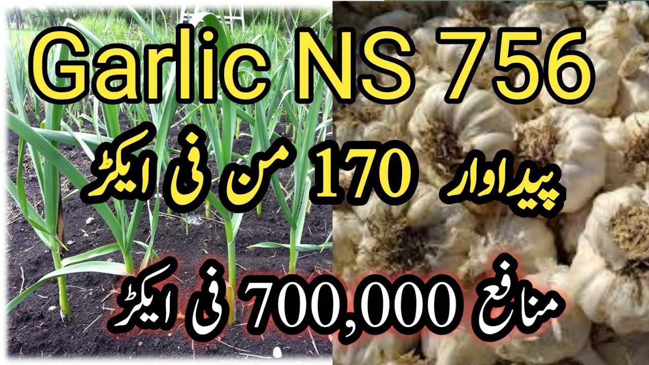 Cultivation of Garlic NS 756 and High Profit | care tips of garlic | Murad Ali Rehmani