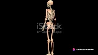 Decoding the Skeletal System: A Deep Dive @VRscienceknowledge