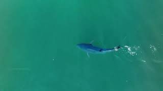 Bluefin Tuna Vs Bluefish Comparison via Menhaden