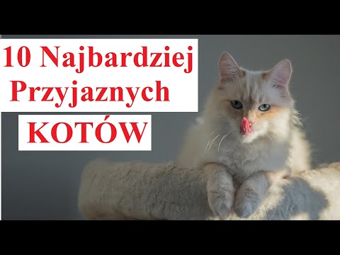 Wideo: Jak zbudować Solar Dog House