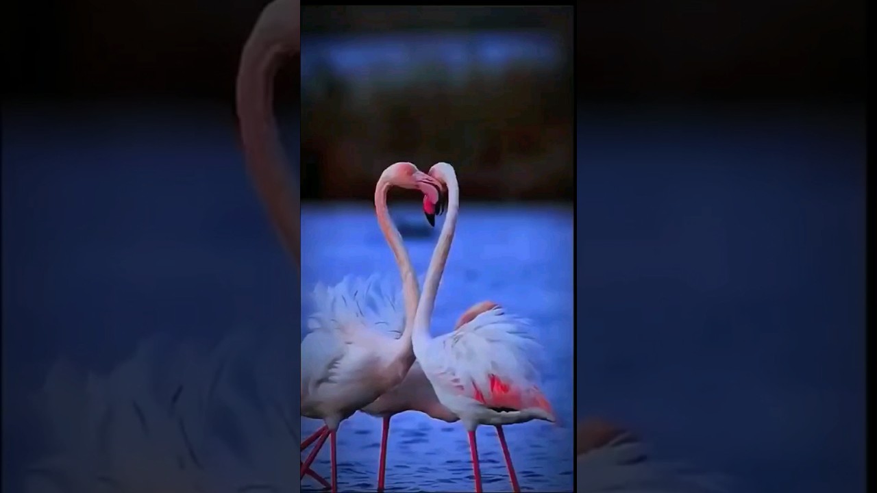 koto Jotner pakhi Tumi 