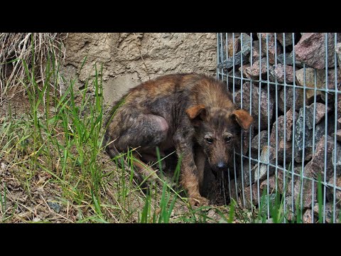 Lonely Sick Puppy's Eyes Begging for Help - Hasan Jasim