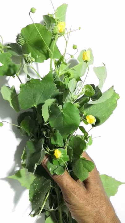 Thuthikeerai | Solution for hemorrhoids | Thuthikeerai | Abutilon indicum | #Shorts | Thanithuvamm