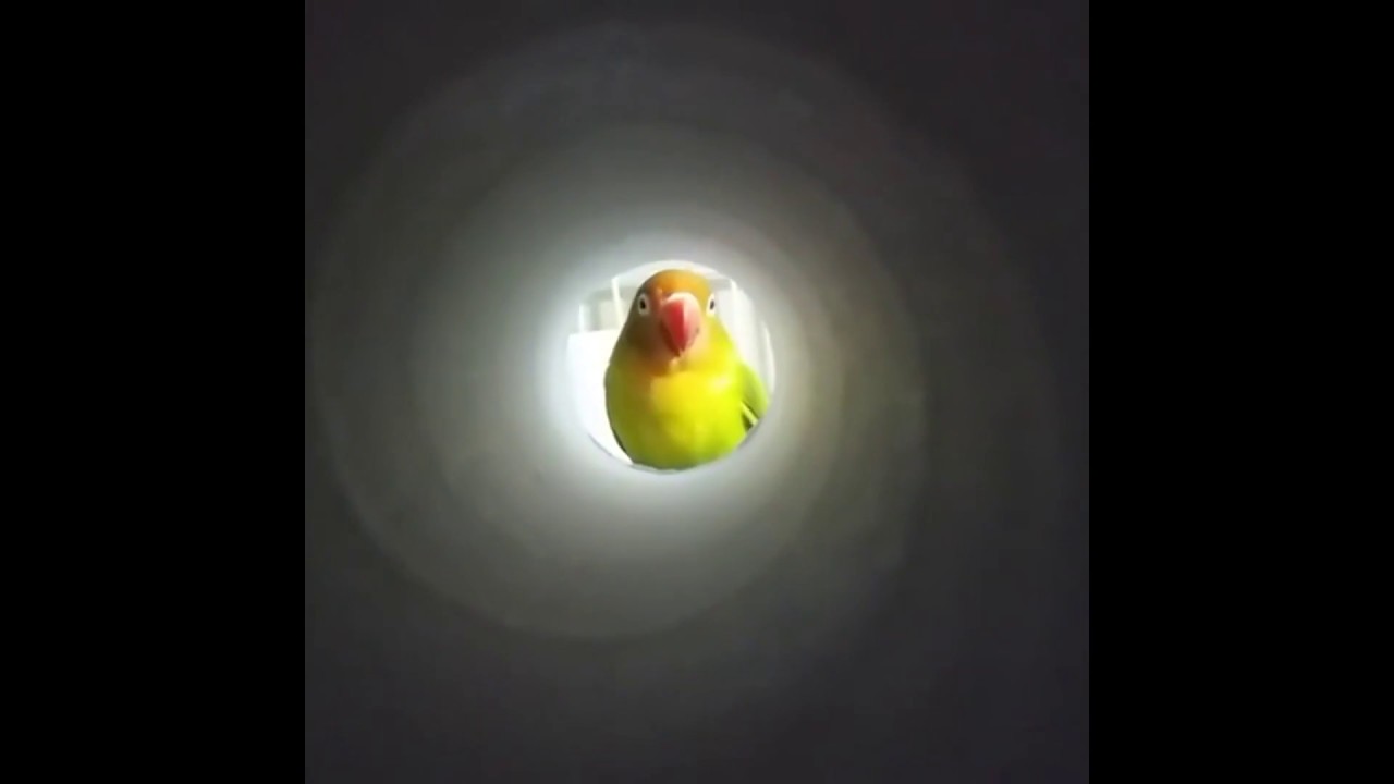 rumble video upload Bird, James Bird