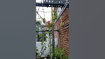 Thumbnail of GREEN HOUSE ANGGUR HANCUR #shortsvideo