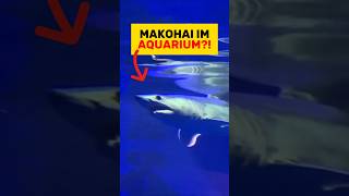 Ein MAKOHAI?! Ernsthaft jetzt?!.... | RasasWelt | #shorts @rasaswelt