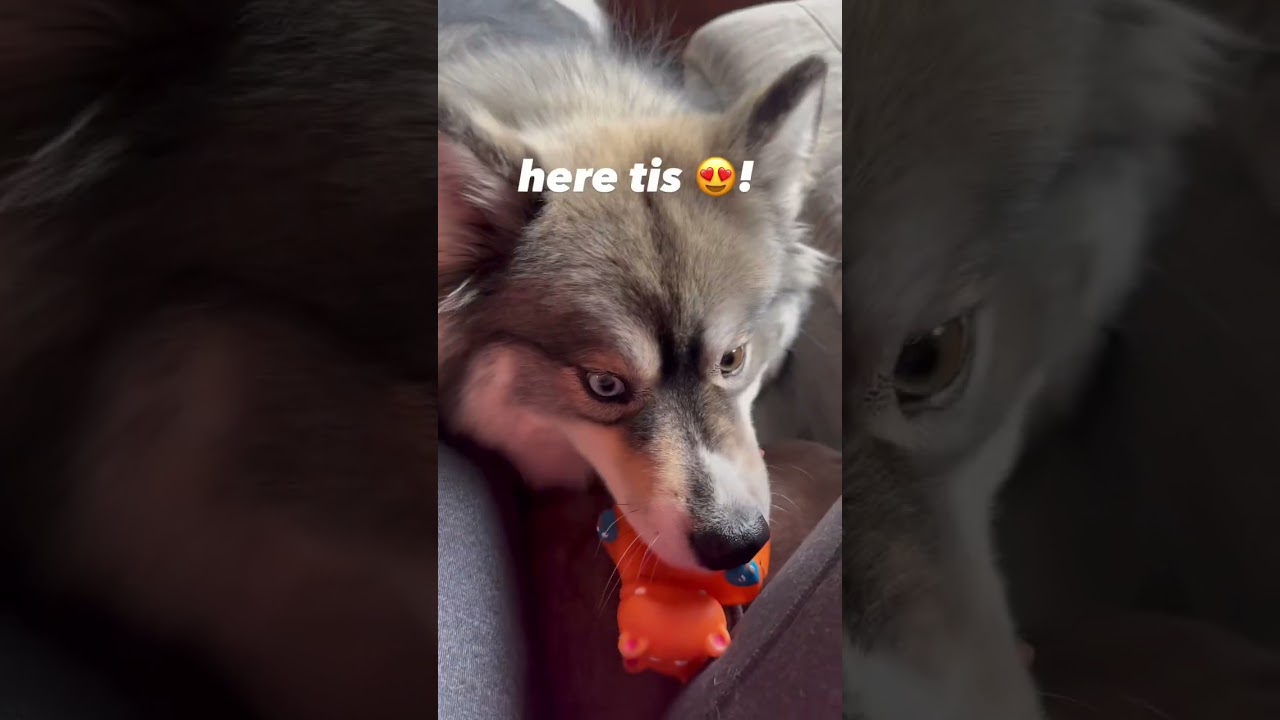 Cute Pomsky has BEST Playtime Strategy 😂 !
