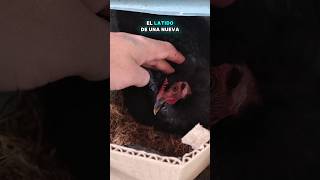 La espera de Perla ha dado frutos. #gallinas #gallos #pollitos #pollo  #crianza #alejoysusgallinas