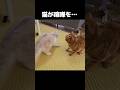 猫が突然喧嘩を...#shorts