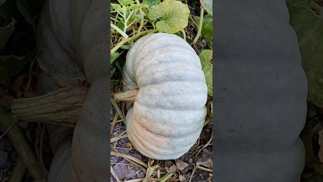 Pumpkin picking process 