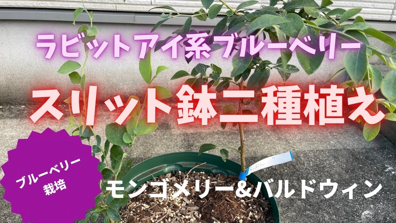 Blueberry cultivation] Planting two types of blueberries in